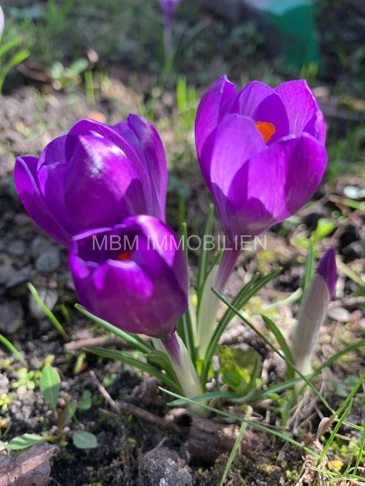 Einfamilienhaus in Großräschen